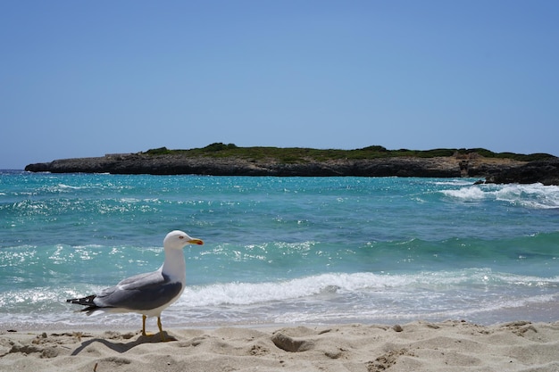 Foto il gabbiano sulla spiaggia contro un cielo blu limpido