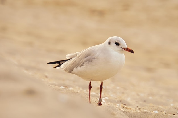 Seagull on the beach Birds of the sea