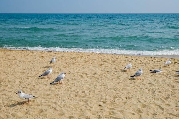 Foto gabbiano sulla spiaggia di busan, corea del sud