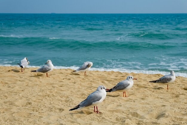 Seagull on the beach in busan,south korea