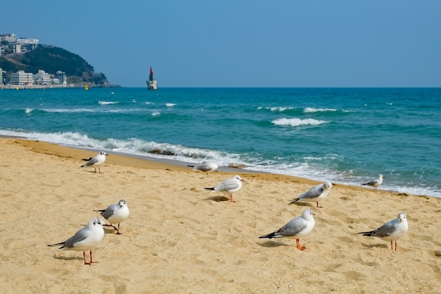 Foto gabbiano sulla spiaggia di busan, corea del sud