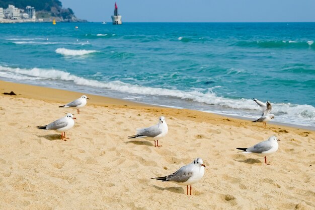 Seagull on the beach in busan,south korea