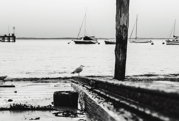 Photo seagull at beach by moored sailboats against sky