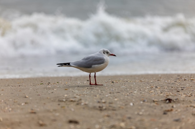 Seagull on the beach in flight