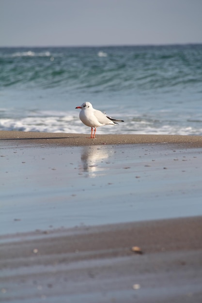 Seagull on the beach near the water walking closeup view