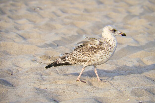 海岸の砂の中を走る Zingst 鳥のビーチのカモメ