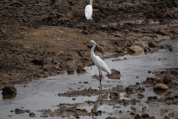 Photo seagull on a beach