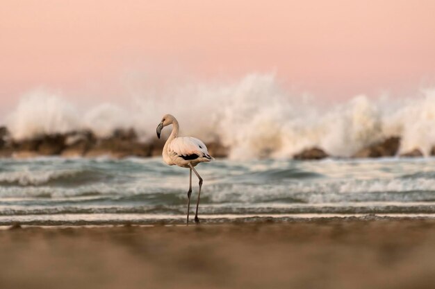 Seagull on a beach