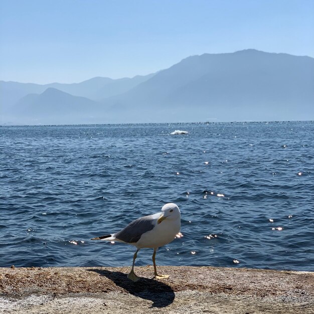 Seagull on a beach