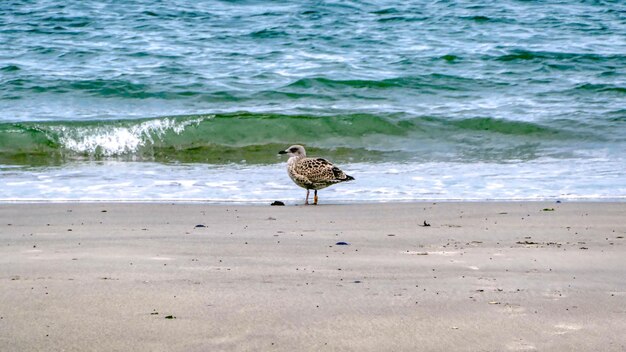 Foto un gabbiano sulla spiaggia