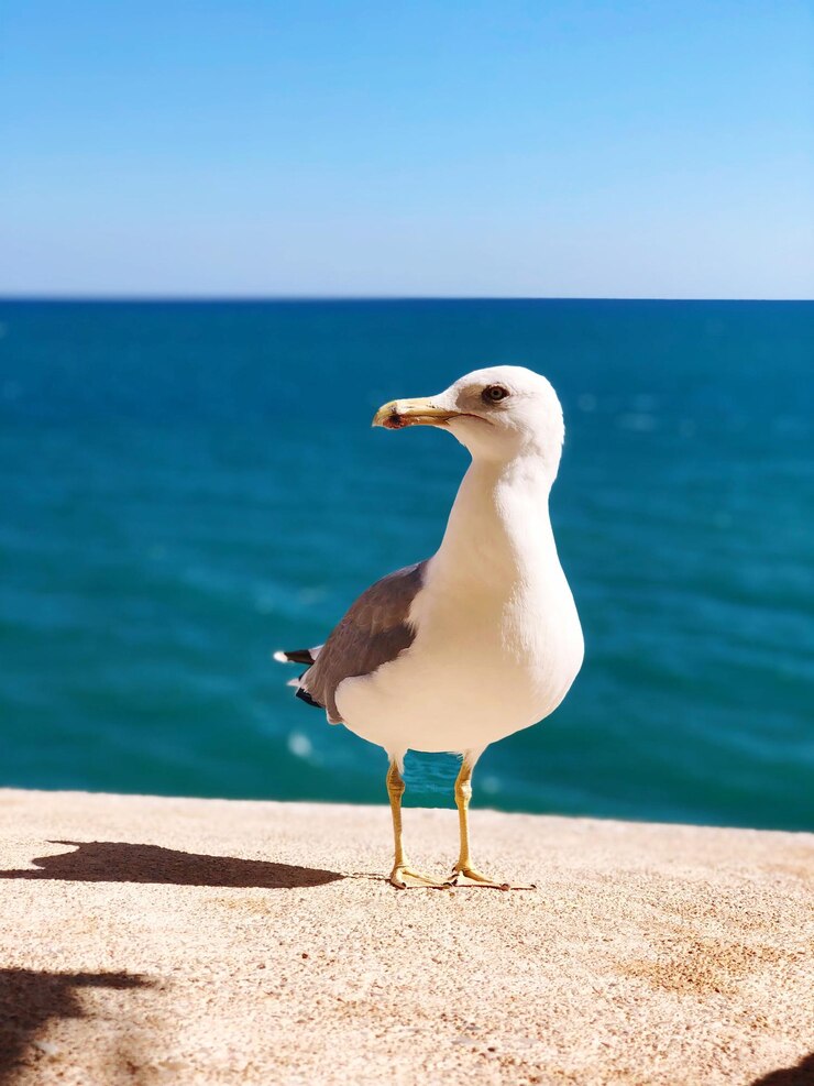 Photo seagull on beach
