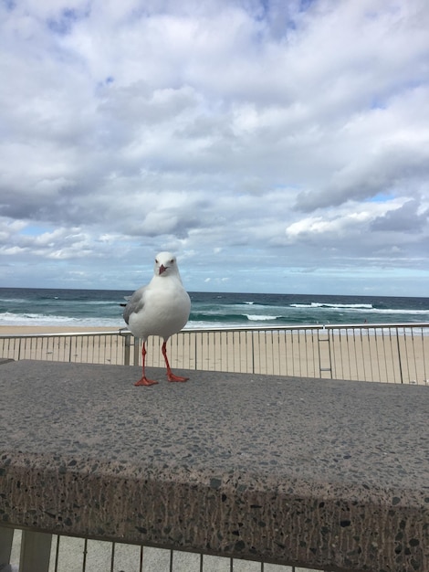 Photo seagull on beach