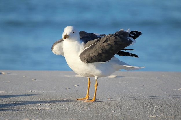 浜辺のカモメ