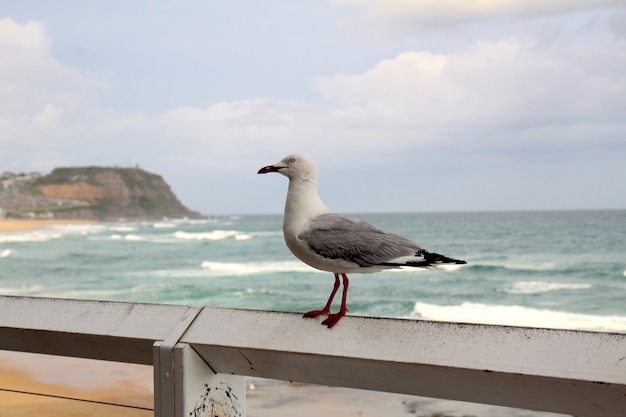 Gabbiano sulla spiaggia