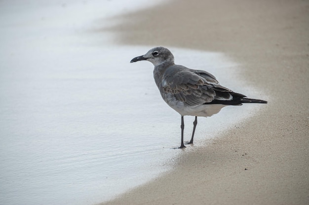 seagull on the beach