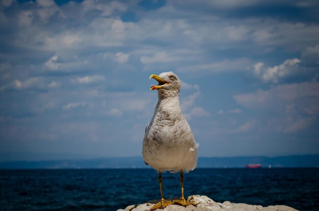 Seagull on the beach