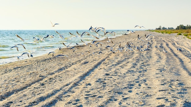 해변의 갈매기바다 해변에서 날고 있는 갈매기