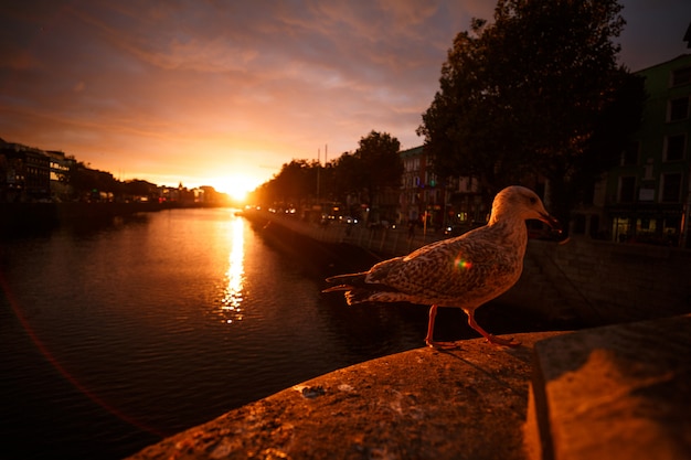 Seagull beside the river during a sunset in Dublin