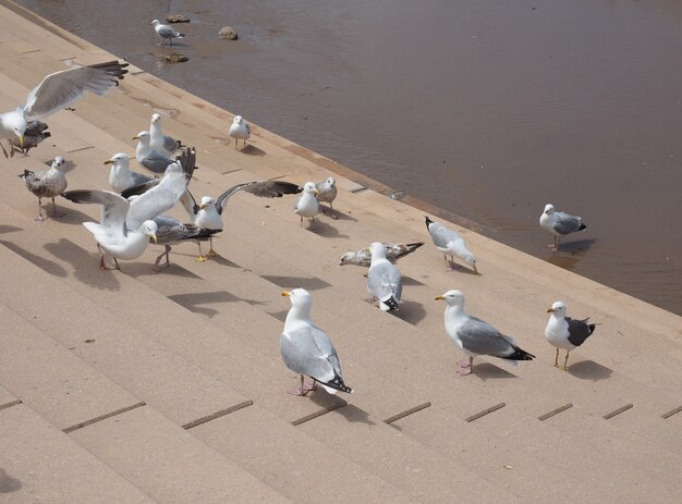 カモメの鳥の動物