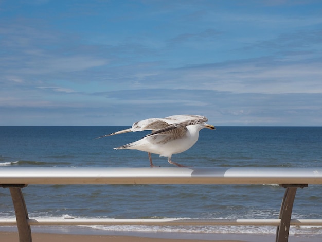 Seagull bird animal