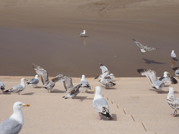 カモメの鳥の動物