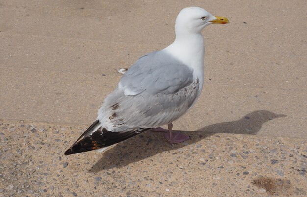 カモメの鳥の動物