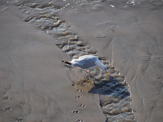 Photo seagull bird animal