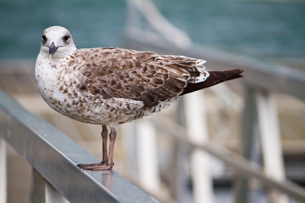 Seagull bird in the city docks