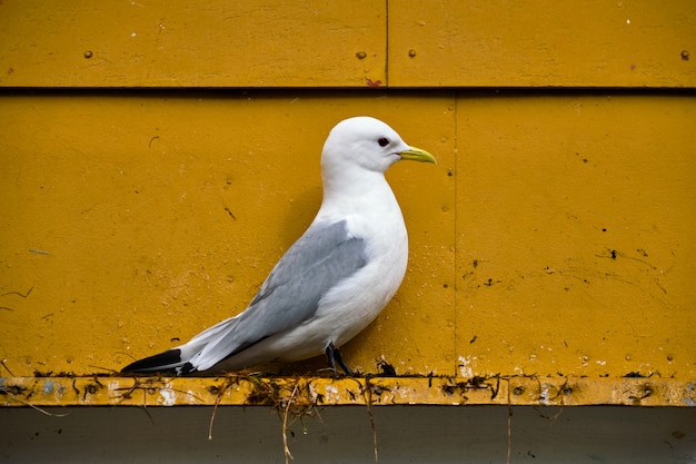 Seagull bird close up