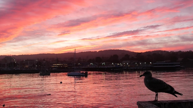 Seagull bird fishermans molo molo yacht barche a vela a monterey marina tramonto