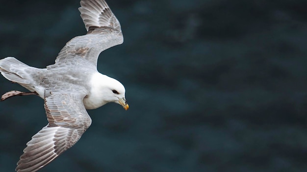 大西洋上空を飛ぶカモメの鳥