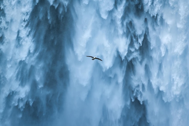Птица-чайка летит возле водопада Скоугафосс, протекающего летом в Исландии