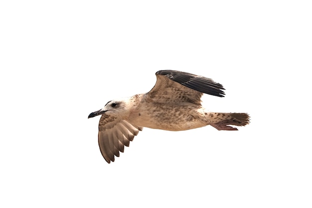 Foto uccello gabbiano isolato su sfondo bianco