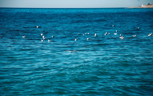 Seagull bird over the sea Sochi Russia