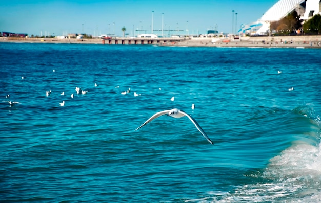 海の上のカモメ鳥 ソチ ロシア