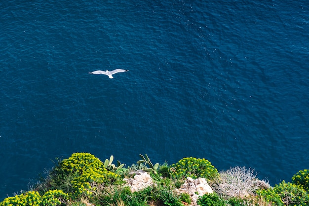 Seagull on blue sea 