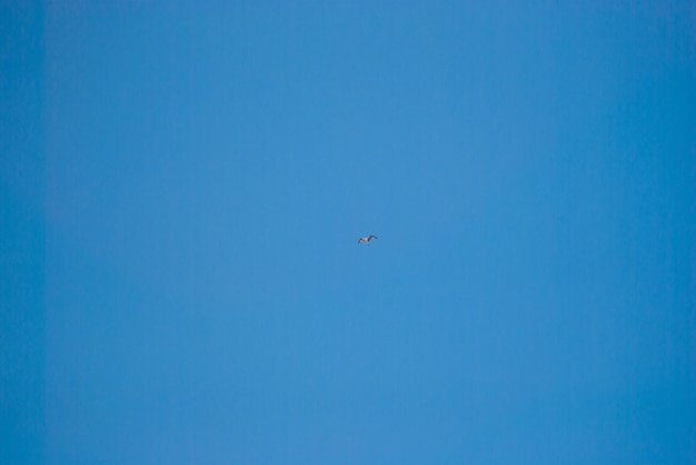 Foto gabbiano in cielo blu