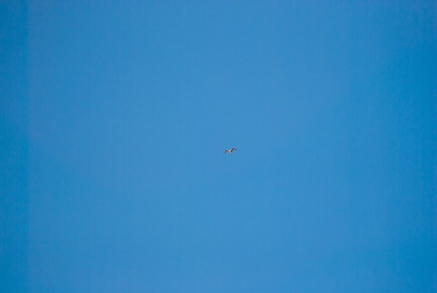 Seagull in blue sky