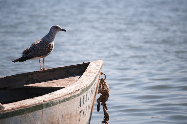 Seagull between boats on the water