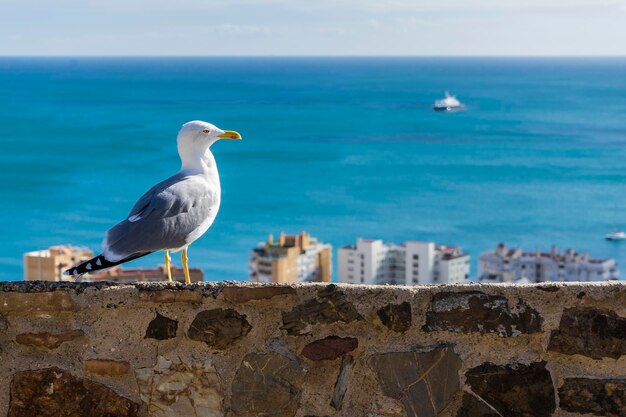 Seagull breathing freedom