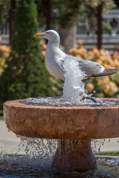 Seagull by the fountain in a rose garden