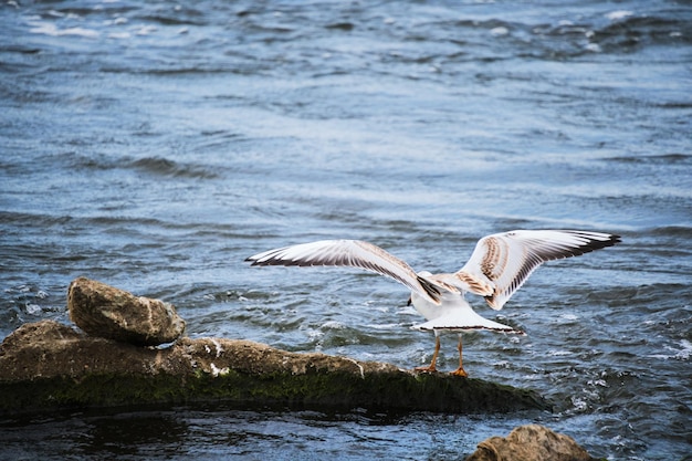 Seagull chick flaps its wings trying take off from stone