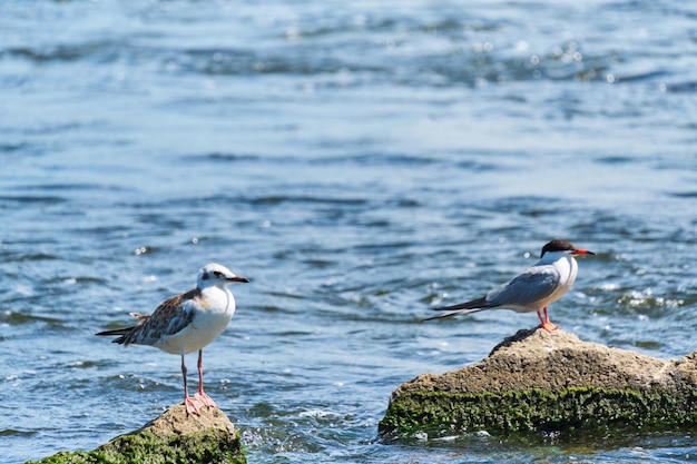 Seagull chick is sitting stone middle river