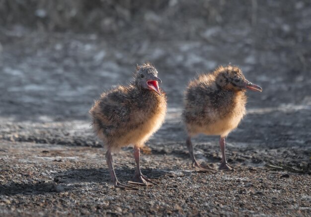 seagull chicks stand on the beach and ask to eat