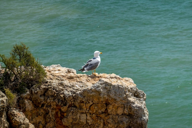 Seagull on cliff