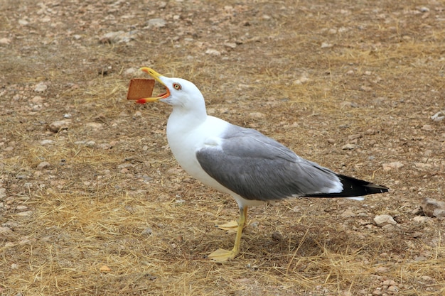 Seagull eating biscuit human trash open bill