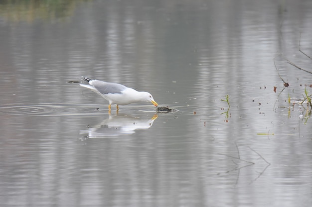 Seagull eating a dead fish