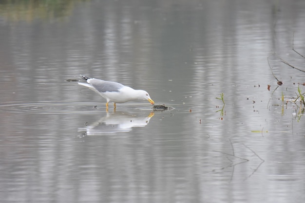 死んだ魚を食べているカメ