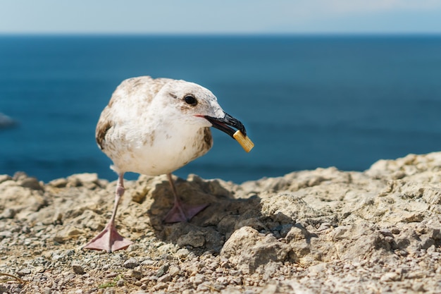 Seagull eats cookies on a rock, against the blue sea.