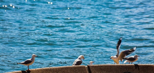 Seagull familys paradise